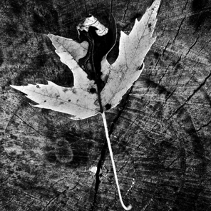 Leaf on Stump • Susquehanna State Park 1977